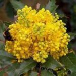 Mahonia pospolita